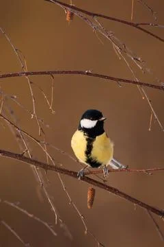 Vertical composition of a great tit sitting in nature among branches. Stock Photos