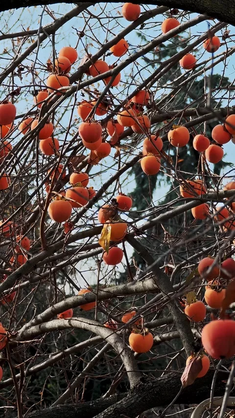 Vertical composition with numerous bright orange persimmon fruits on intertwined Stock Footage 324961583