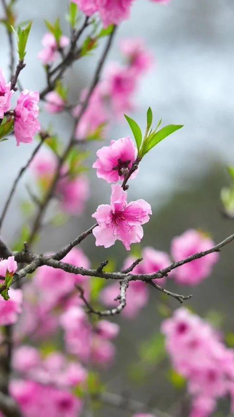 Vertical Composition of Pink Peach Blossom Branch and Buds Stock Footage 331419353