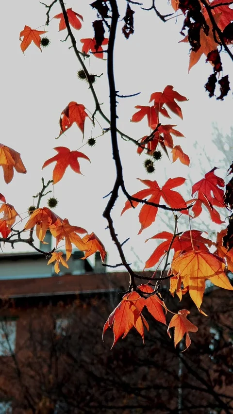Vertical composition of red-orange maple leaves on branches against light sky. Stock Footage 324971152