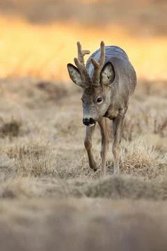 Vertical composition of roe deer buck moving on steppe in spring nature Stock Photos
