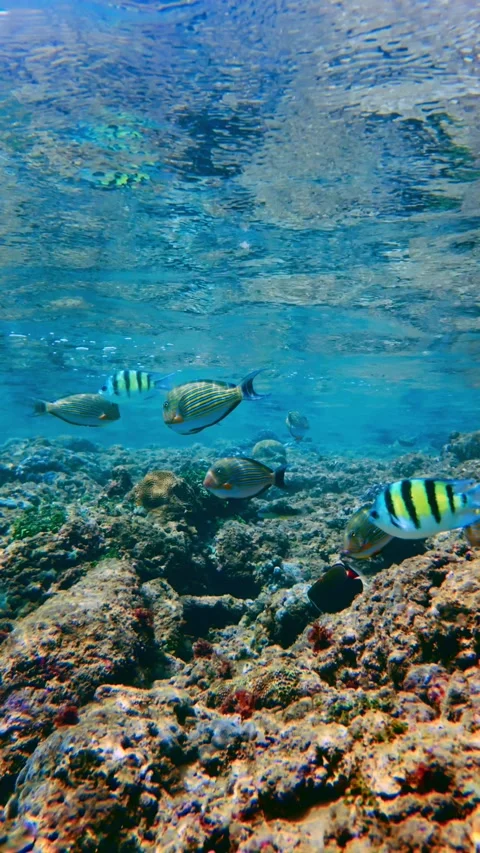 Vertical Composition of Sargent Major Fish and Corals in Hikkaduwa Reef Stock Footage 331140087