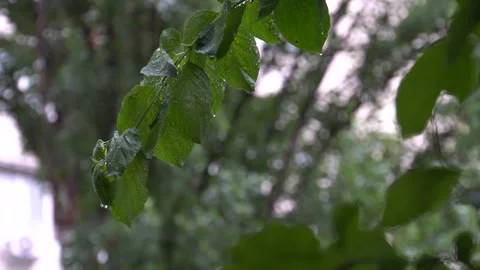 A vertical composition showcasing wet foliage under soft, diffuse lighting in an Stock Footage 300496663