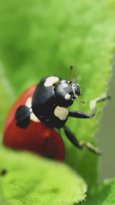 A vertical composition showing a beautiful red ladybug resting on textured f Video stock 335185008