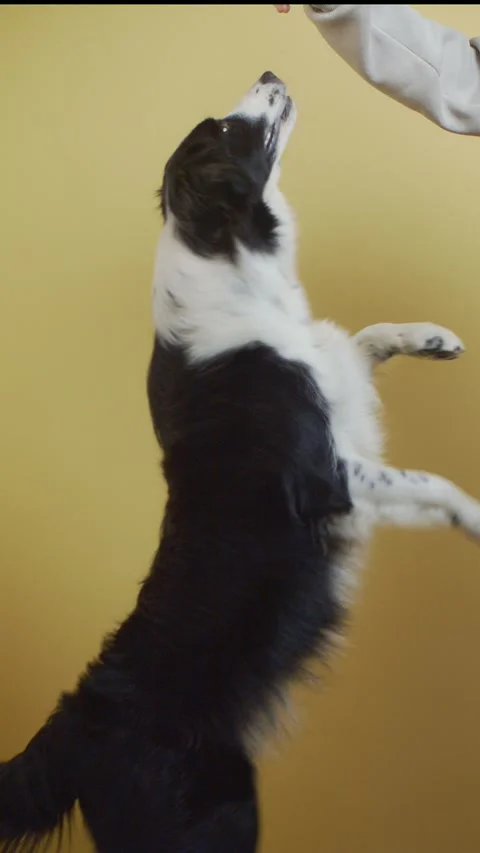 Vertical composition. Teenager playing with border collie. Positive footage Stock Footage 312107593