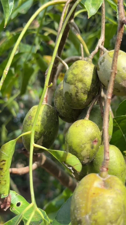Vertical composition of unripe June plum fruits hanging from branches surrounded 库存影片 330297502