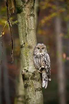 Vertical composition of wild ural owl in woodland with copy space Stock Photos