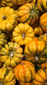 Vertical composition of yellow striped pumpkins. Stock Photos