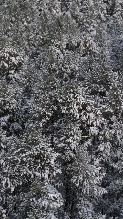 Vertical. Coniferous trees covered with thick layer of white snow. Aerial view Video stock 327404435