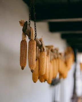 Vertical of corns hanging on a ceiling in house in Holloko village,northern Hung Stock Photos