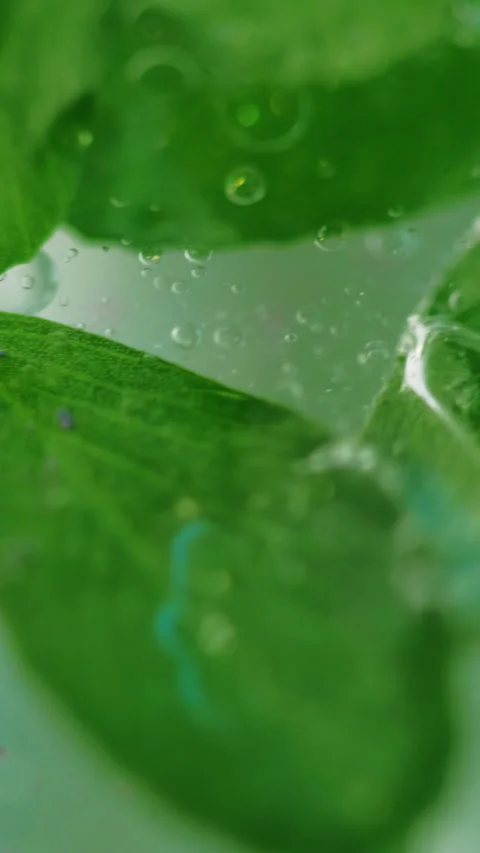 Vertical cosmetic gel fresh leaf green organic air Video stock 288055423