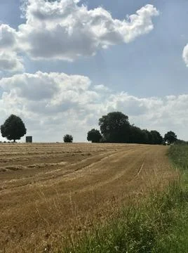 Vertical countryside view of cut corn field trace and small hay stacks with cumu Stock Photos