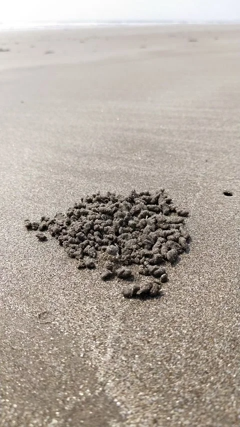 Vertical , crab making house on the beach Stock Footage 152085605