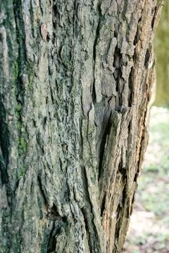 Vertical Cracked Tree Bark with Natural Wood Fiber Stock Photos