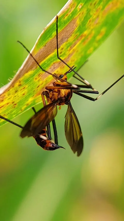 Vertical Crane Fly (Pselliophora) Resting Under Leaf 4K Slow Motion Stock Footage 346405729
