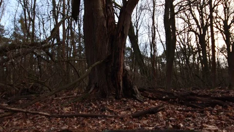 Vertical crane ride from the roots up of an old splintered tree trunk Stock Footage 123978849