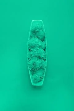 Vertical creative composition with dandelion heads on white plate as backgrou Stock Photos