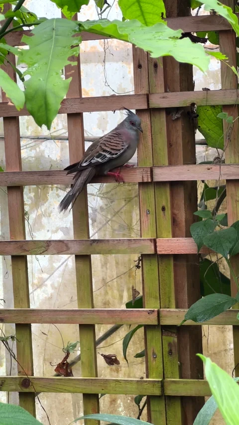 Vertical. Crested pigeon perching on trellis and flying away. 動画素材 309916229
