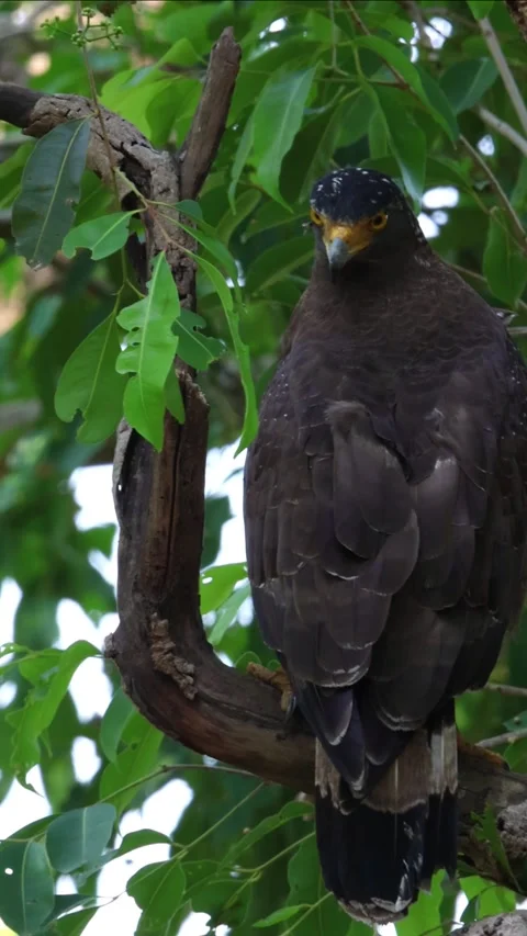 Vertical Crested serpent eagle perched on a branch in India Stock Footage 315527844