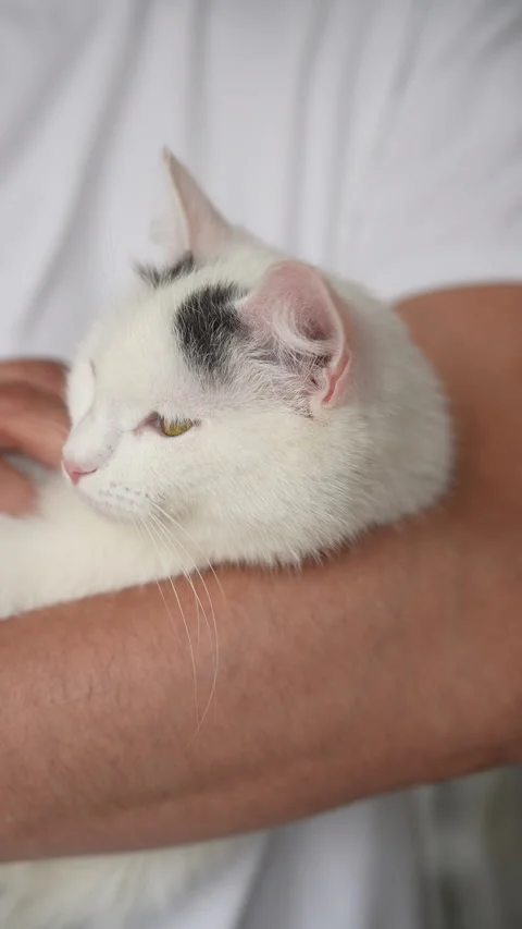 Vertical cropped shot of unrecognizable man gently holding and hugging white cat Stock Footage 302504692