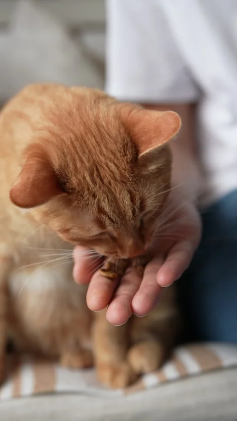 Vertical cropped shot of unrecognizable man feeding ginger cat some treats from Stock Footage 302507288