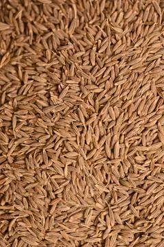 Vertical Cumin Seeds Texture Background Macro Spice Food Photography Fotos Stock