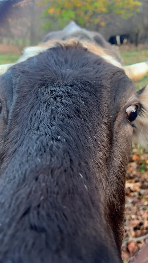 VERTICAL. Curious cow roaming in beautiful autumn pasture, natures serenity Stock Footage 283848800