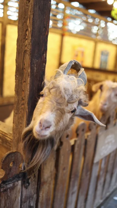 Vertical curious goat in farm stable Stock Footage 331200744