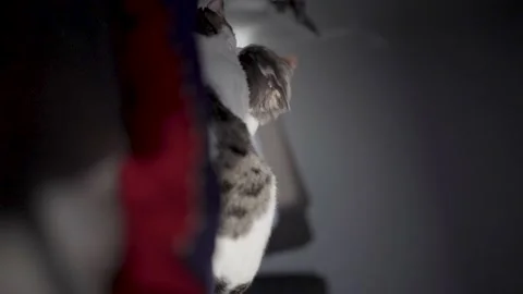 Vertical : Cute cats are playing with each other Stock Footage 196199572