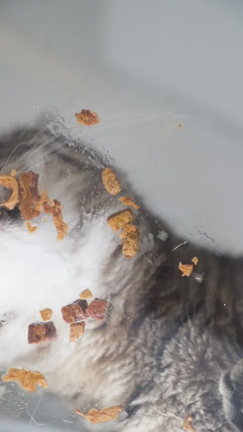 Vertical Cute Grey Cat Eating Wet Food Close-Up Shot Video stock 313470756