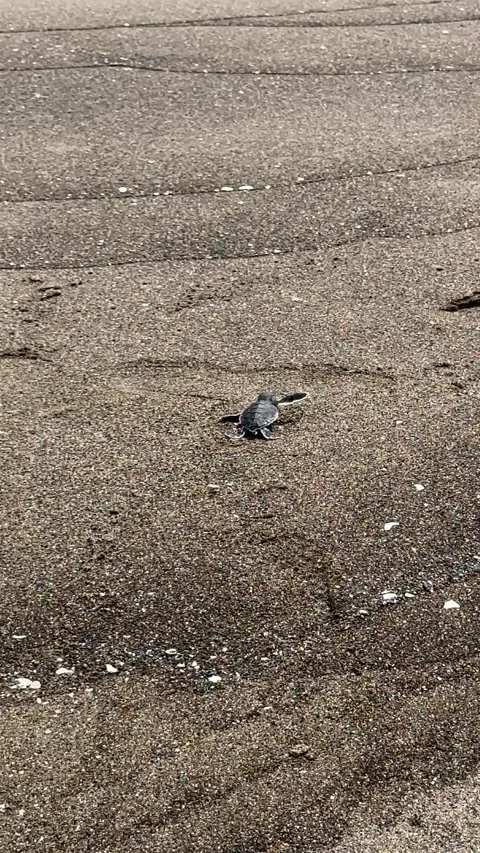 Vertical cute newborn turtle walking toward the shore – Nautla Veracruz Stock Footage 314976878