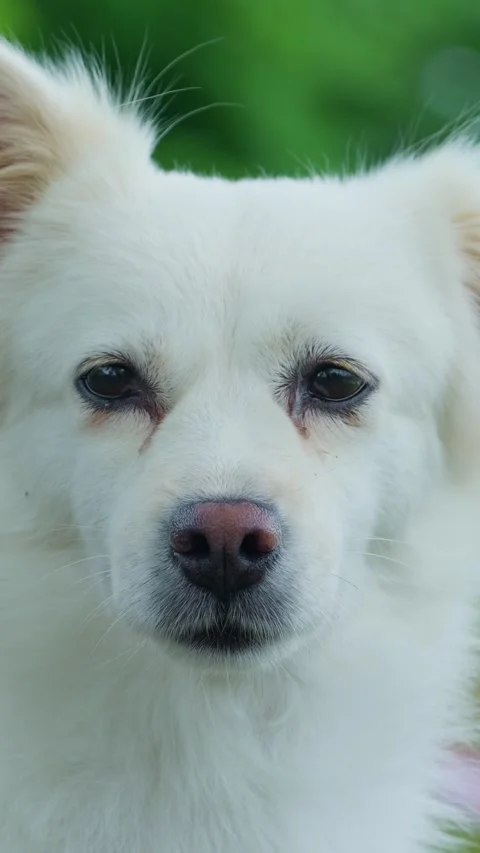 Vertical: Cute white puppy face closeup looking straight at camera. 库存影片 345459765