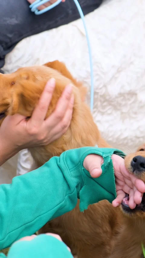 Vertical, cute young Labrador retriever dogs love with owner, golden pet dogs Stock Footage 343787154