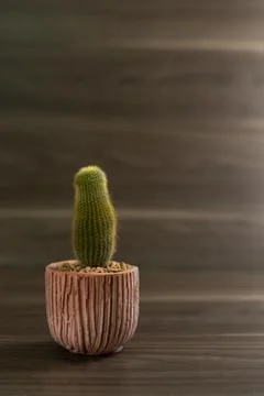Vertical cylindrical cactus in the bottom left corner on a wooden floor Stock Photos