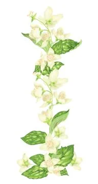 Vertical decor elements with jasmine flowers bloom branches in realistic grap Stock Illustration