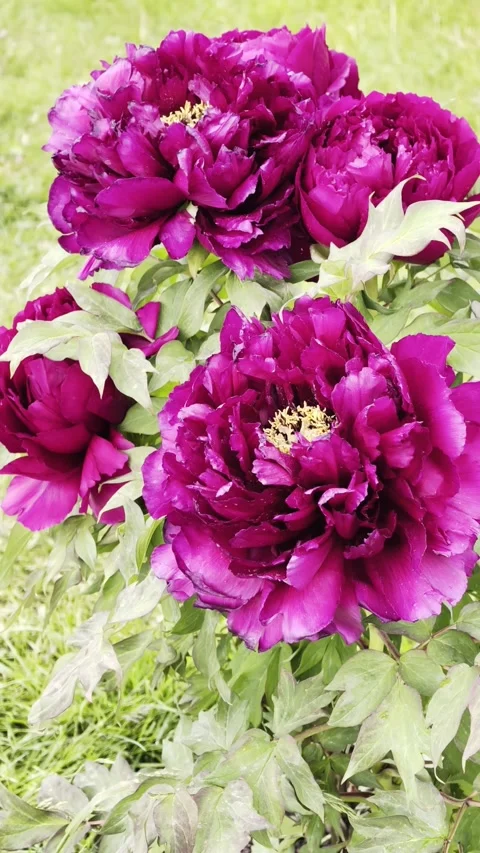 Vertical Deep Magenta Tree Peonies Blooming Slow Motion 4K Vidéo 334862831