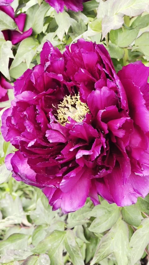 Vertical Deep Magenta Tree Peonies Blooming Slow Motion 4K HDR Видео 334862909