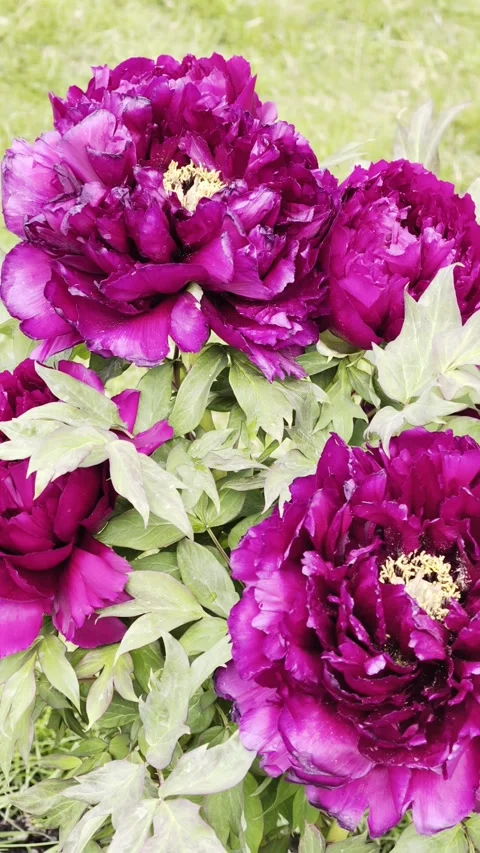 Vertical Deep Magenta Tree Peonies Blooming 4K Slow Motion Stockbeeldmateriaal 334862963