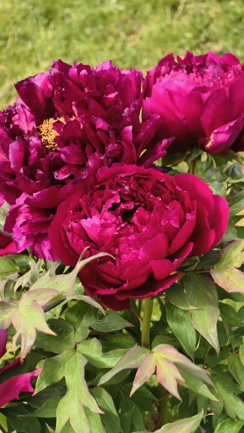 Vertical Deep Magenta Tree Peonies Blooming Slow Motion Vídeo Stock 334862973