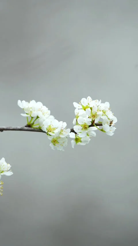 Vertical Delicate White Flowers Swaying Gently Stock Footage 332748261
