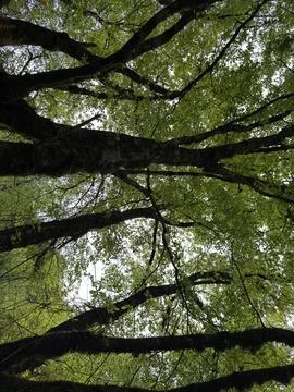 Vertical Dense Green Forest Canopy Looking Upwards in Jiuzhaigou Valley Sichuan Stock Photos