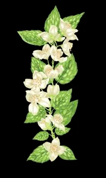 Vertical design element with jasmine flowers Stock Illustration