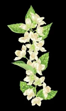 Vertical design element with jasmine flowers Stock Illustration