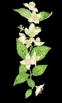 Vertical design element with jasmine flowers Stock Illustration