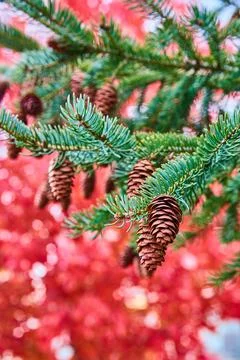 Vertical detail of pinecones on pine tree with blurry red fall leaves in Fotos de archivo