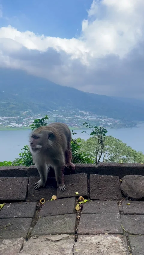 Vertical Detail of Wild Macaque Monkey Eating at Viewpoint Bali Stock Footage 336249507