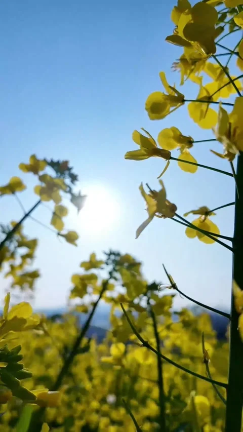 Vertical Detailed Texture of Yellow Rapeseed Flower Center Stock Footage 331485366