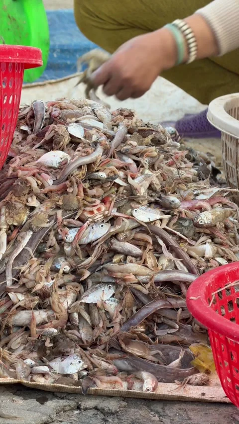 A vertical detailed view captures assorted bycatch being separated by human 库存影片 329561946