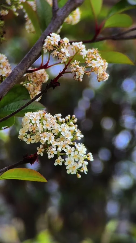 Vertical Detailed White Petals Native China Lens Stock Footage 333562567