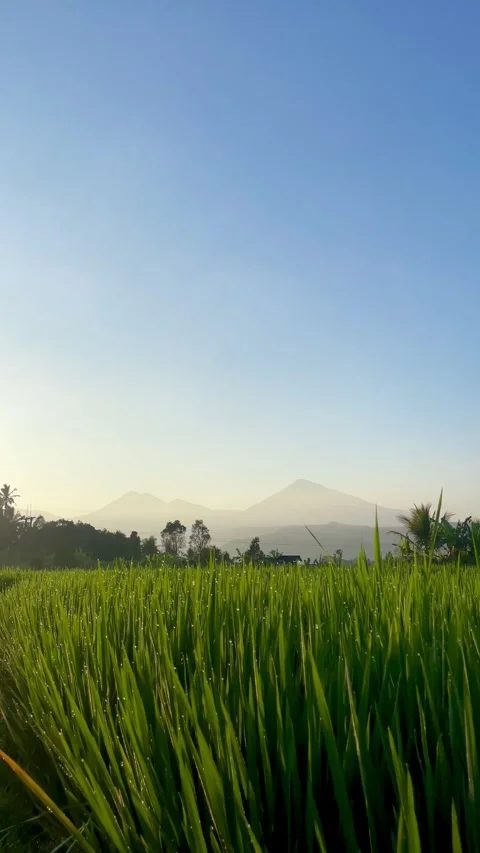 Vertical Dew Drops on Rice Leaves with Misty Mountains in Bali Video stock 343201567